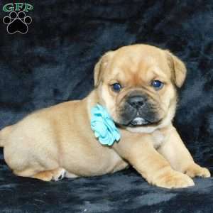 Teddy, Miniature Bulldog Puppy